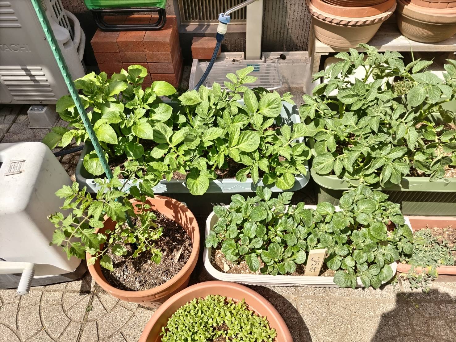 家庭菜園