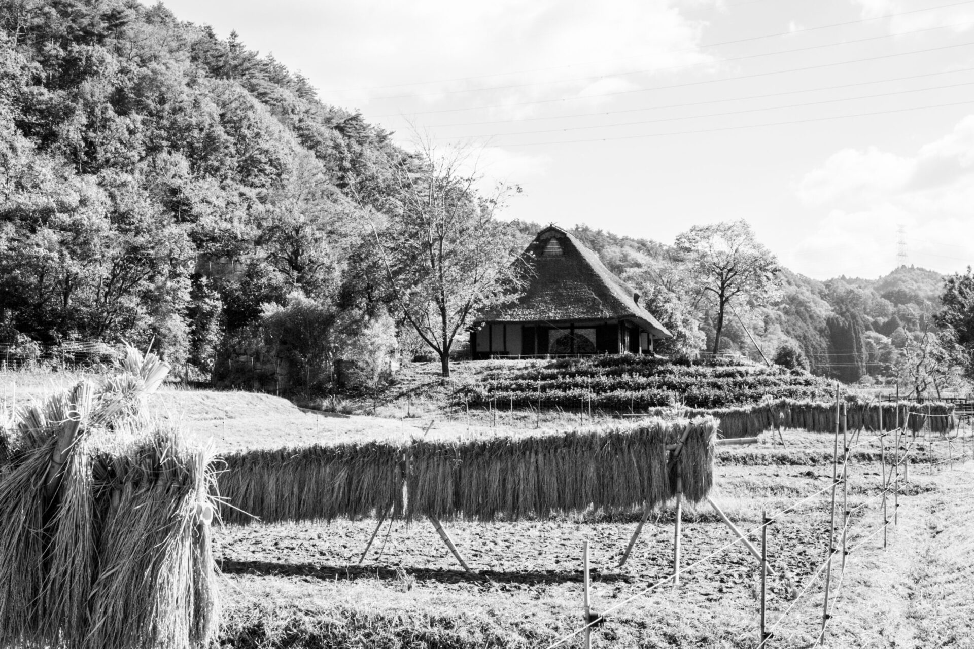 Mokichi Okada and Natural Agriculture
