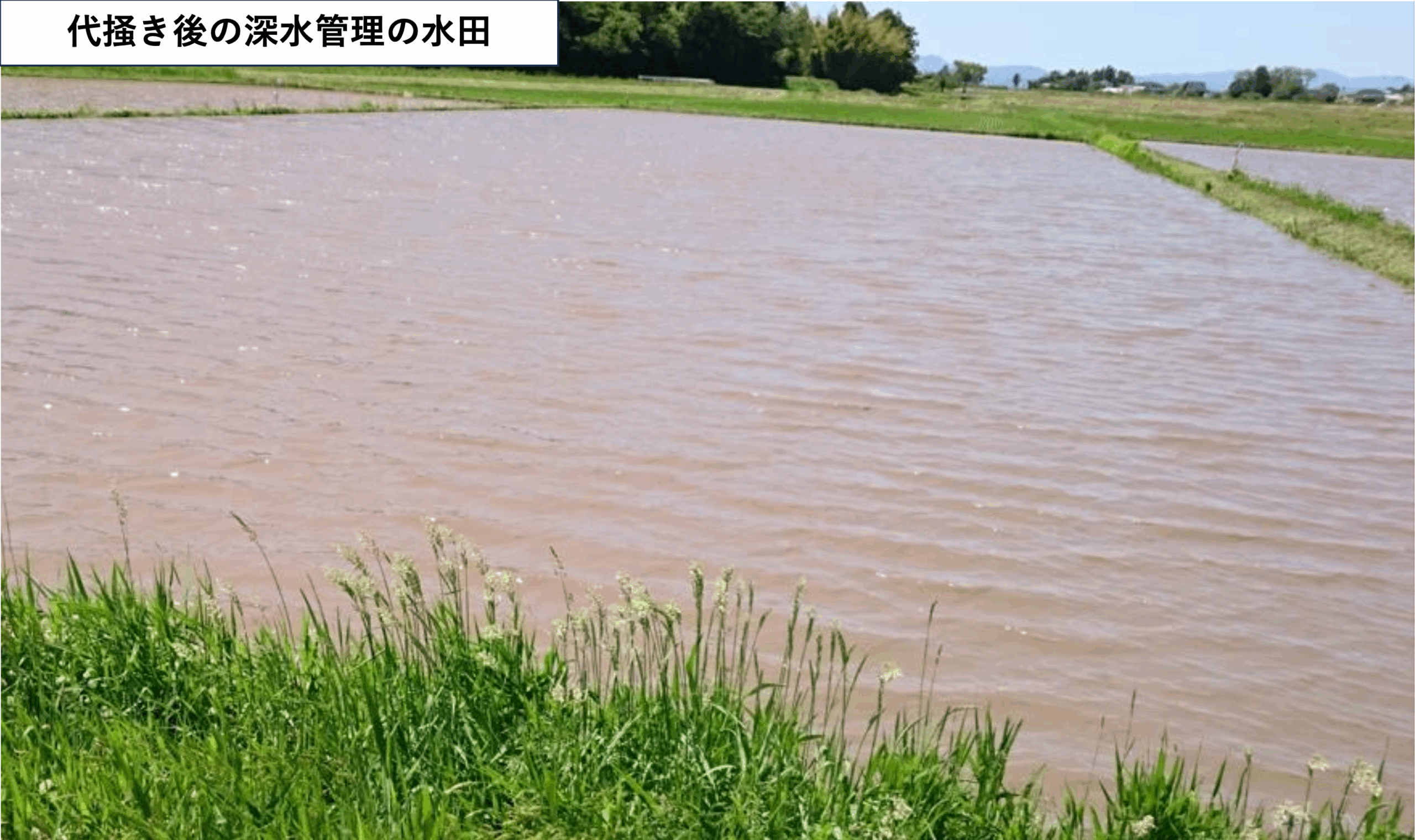 田んぼに草が生えなくなる？！早期湛水と深水管理による抑草の可能性を探る〜概要編〜
