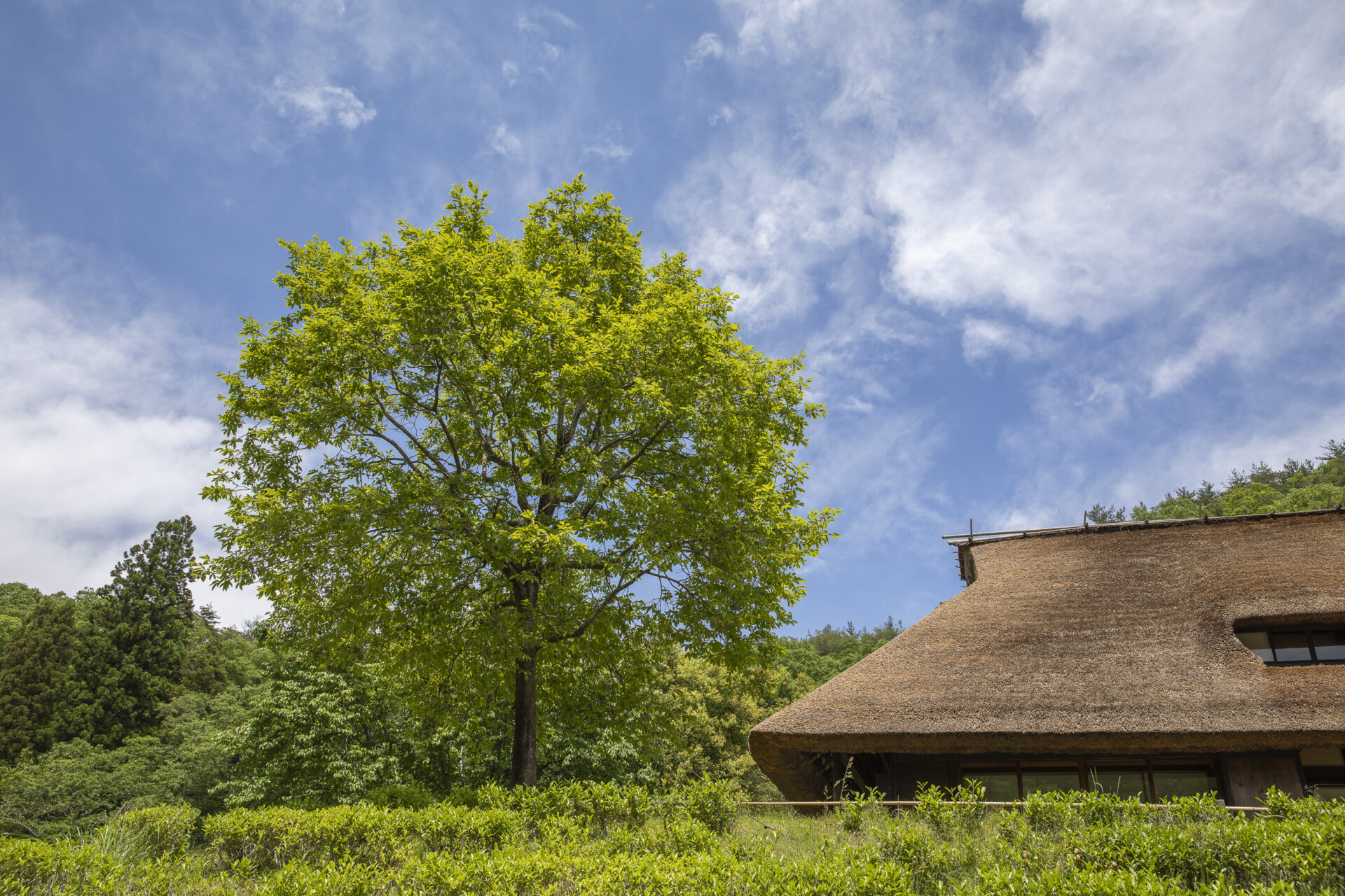 Traditional Houses: A Living Philosophy of Harmony