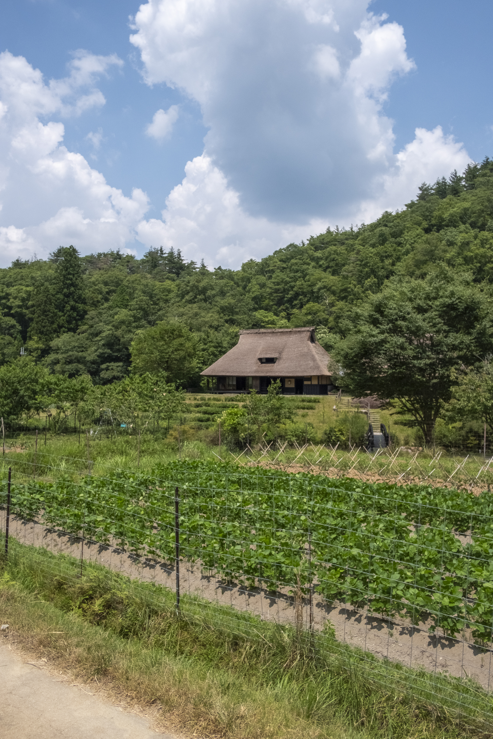 | 秀明自然農法ネットワーク(SNN) 農業の芸術