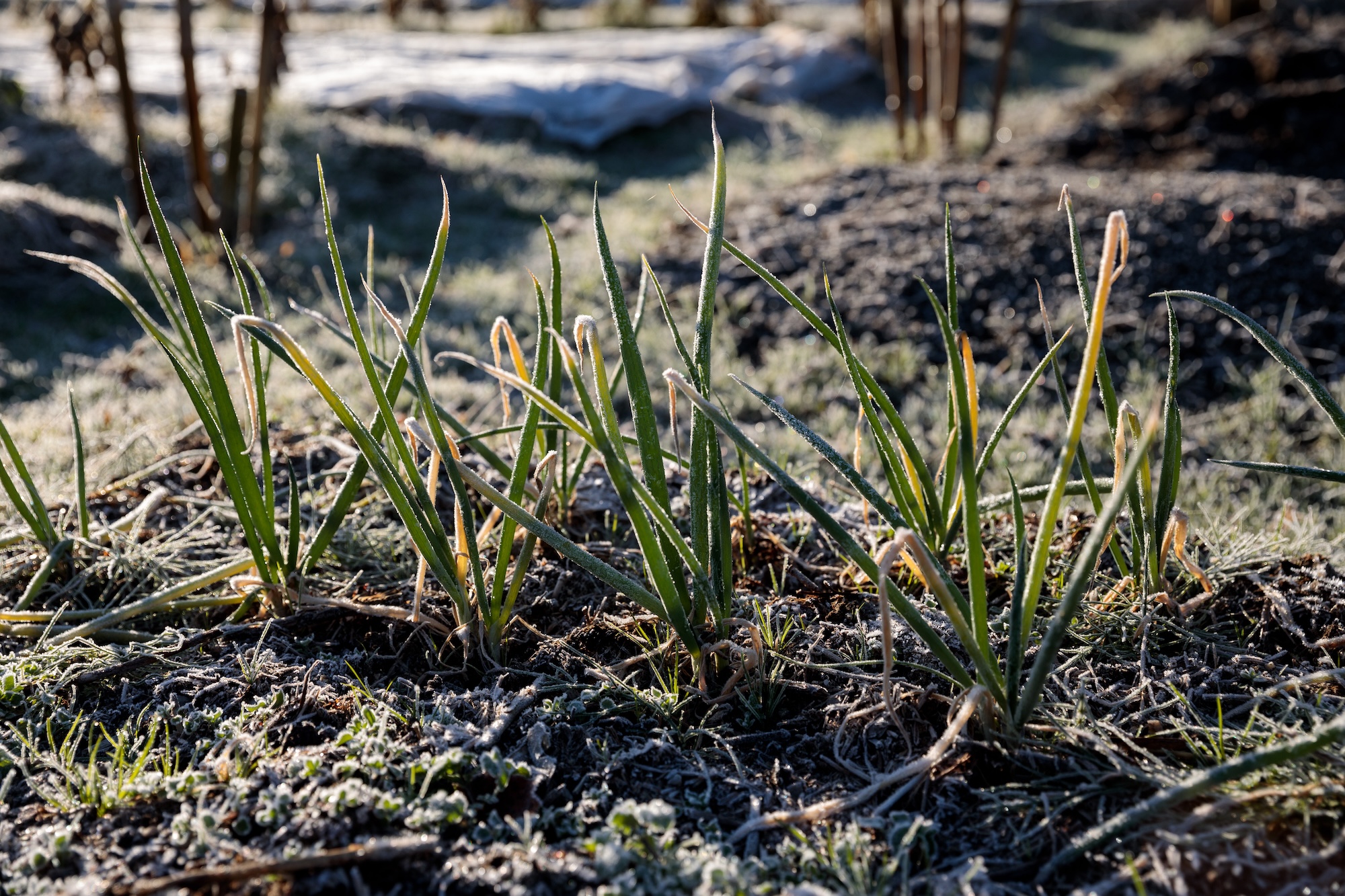秀明自然農法ネットワーク（SNN）