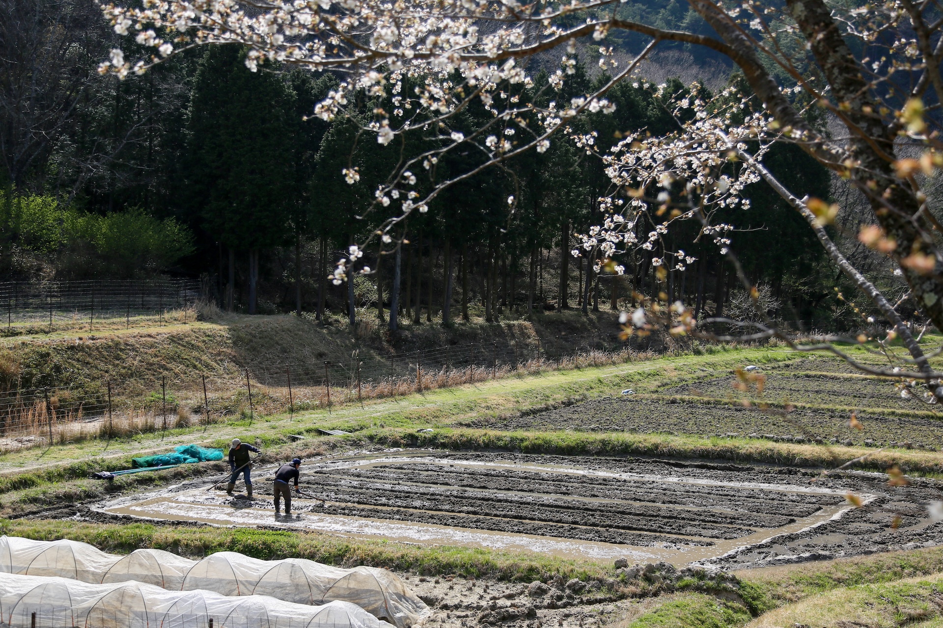 秀明自然農法ネットワーク（SNN）