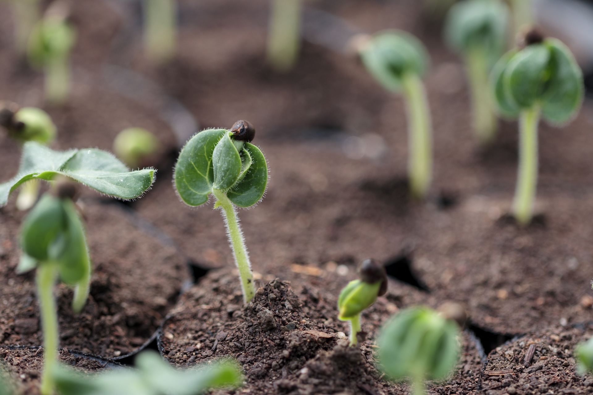 秀明自然農法ネットワーク（SNN）