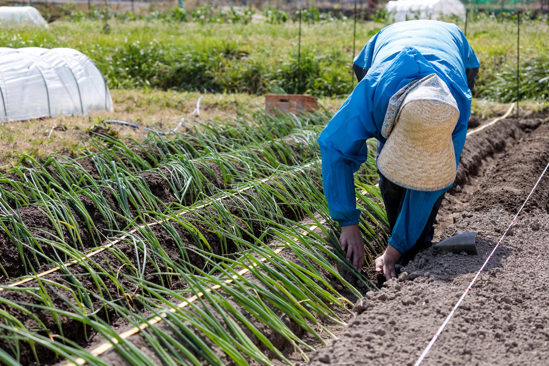 秀明自然農法ネットワーク（SNN）